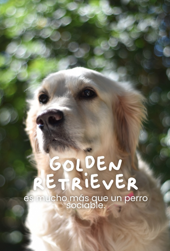 Perro Fiel