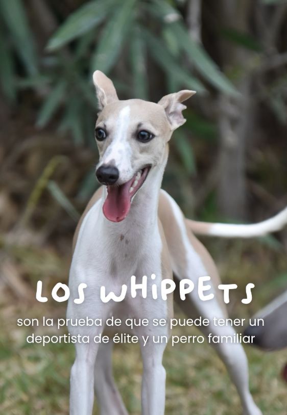 Perro Fiel